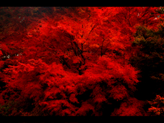 紅葉