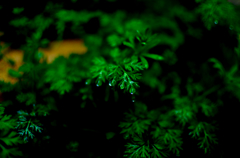 緑３