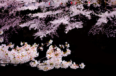 目黒川　桜３