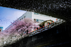 目黒川　橋の下の風景