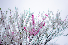 鎌倉にて。桜
