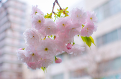 目黒　八重桜