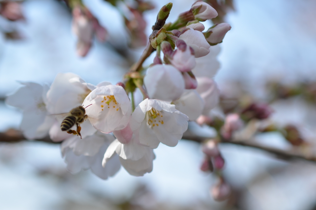 Cherry Blossoms 3  (+Bee)