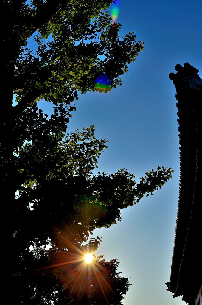 Tree ＆ Roof