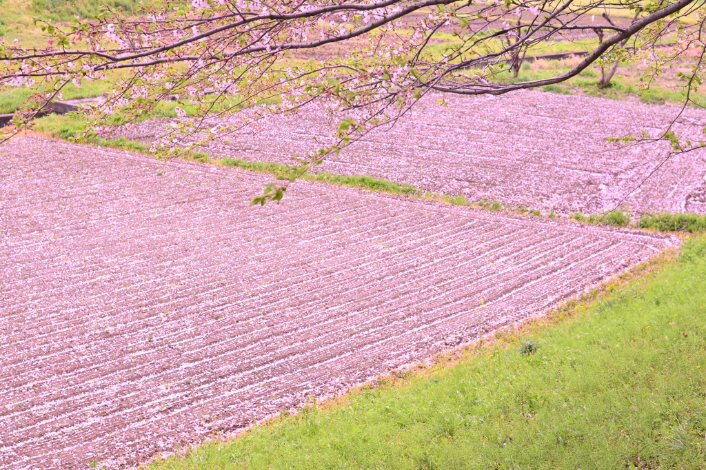 The Pink Carpet 