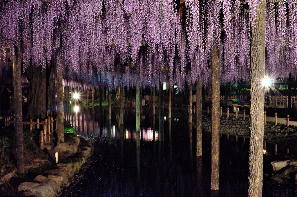 Night Flower Shower