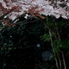 桜色舞う頃