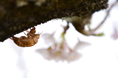 A Cicada's Shell In Spring 3