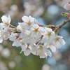 さくら　2014