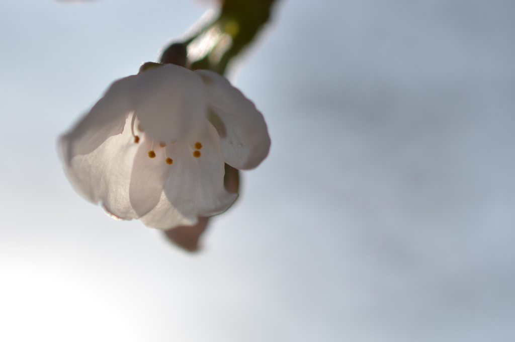 Flying Bloom 3
