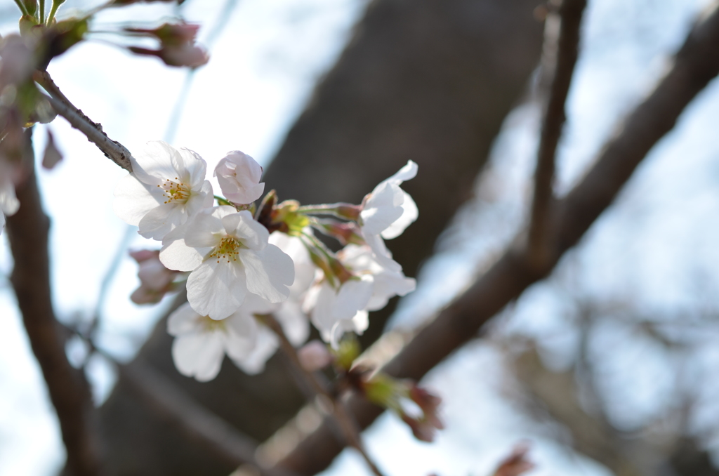 Cherry Blossoms 1