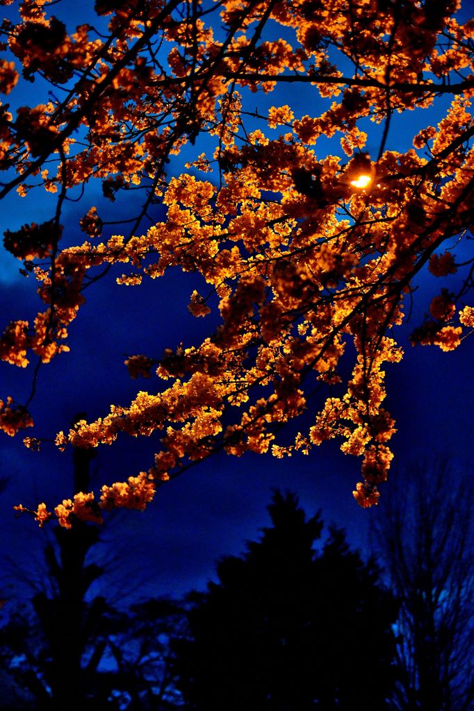 Silhouetted Trees