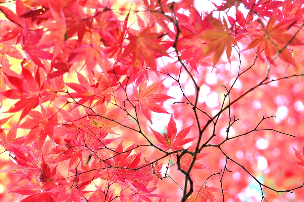 紅透かし