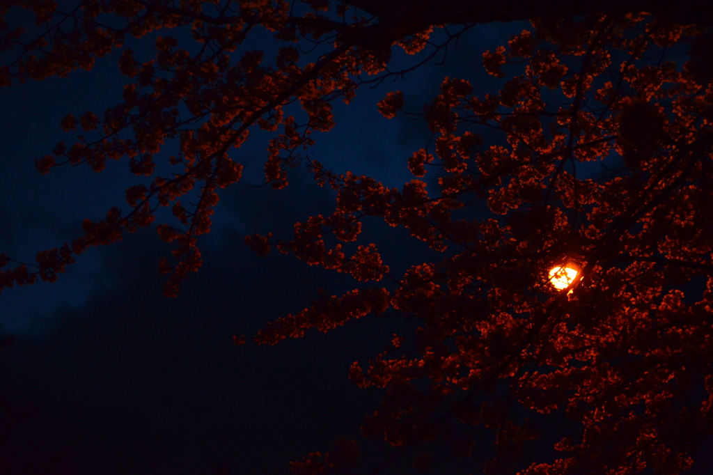 Cherry Blossoms In The Night 2