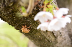 A Cicada's Shell In Spring 2