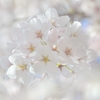 さくら　2014