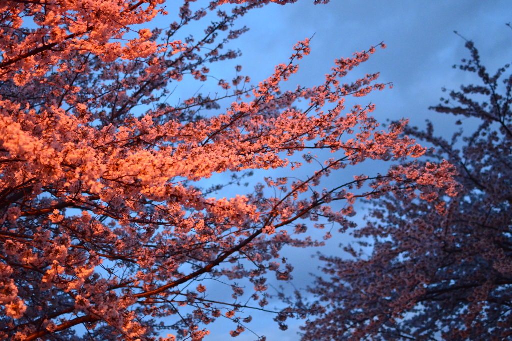 Cherry Blossoms In The Night 1