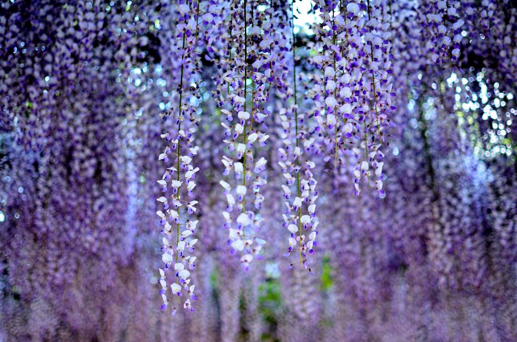 Purple Flower Shower