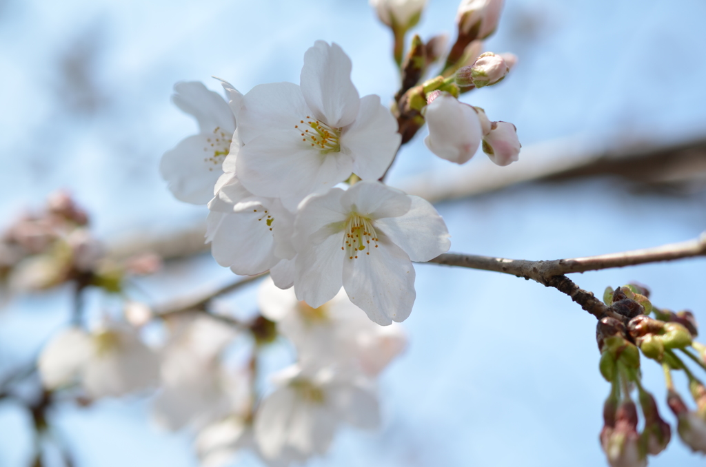 Cherry Blossoms 2