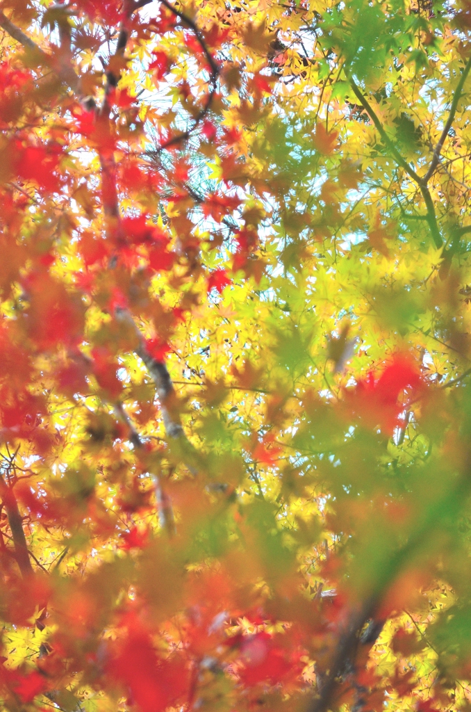 Colorful Bokeh