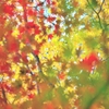 Colorful Bokeh
