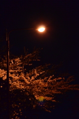 Cherry Blossoms In The Night 3