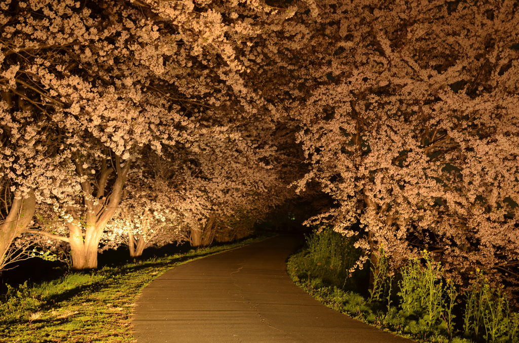 The Spring Tunnel