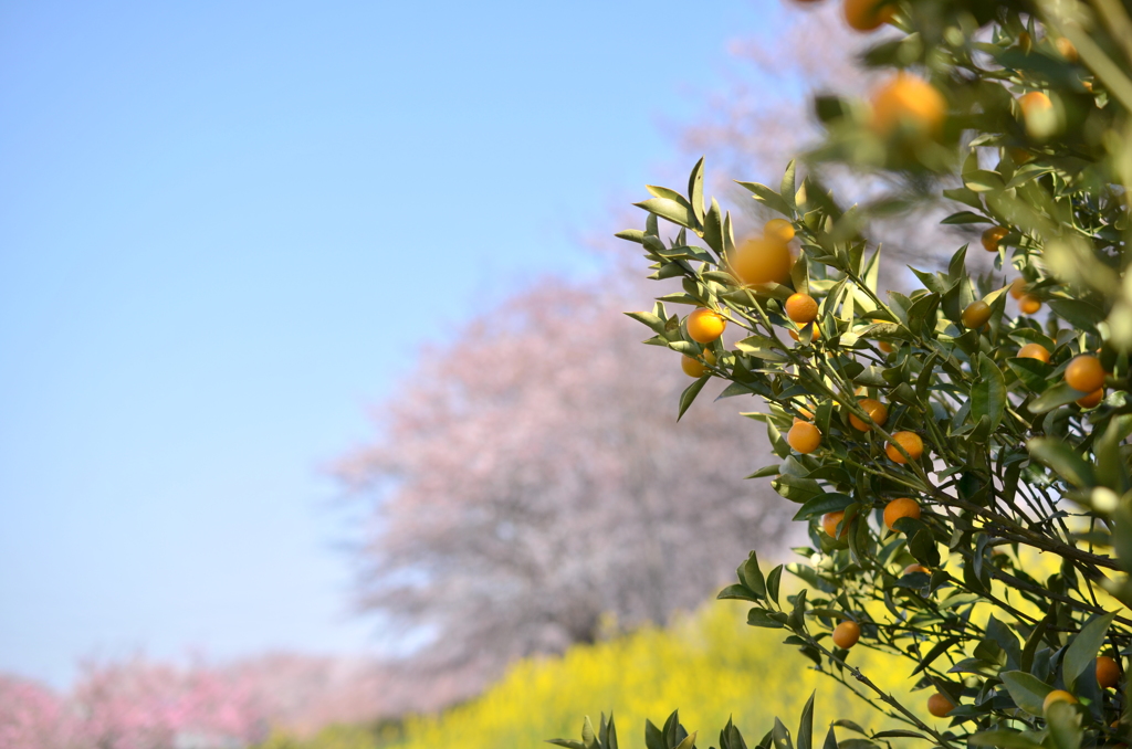 Another Spring Morning 1 (+Citrus Fruits