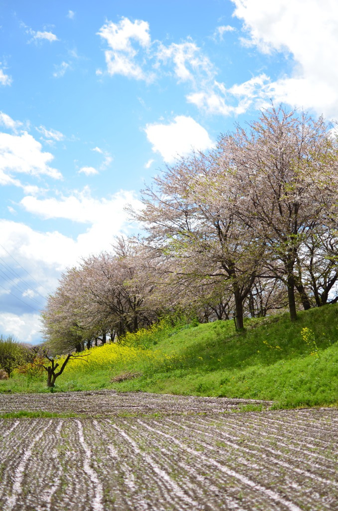 After The Spring Storm 6