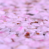 Wet Pink 