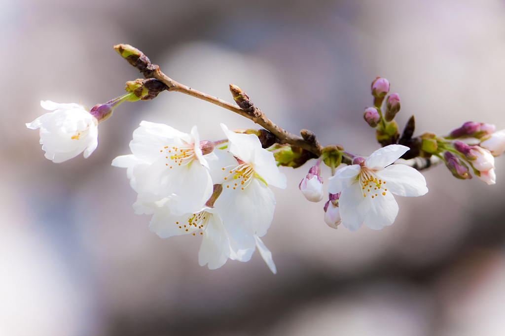 上飯田｜桜