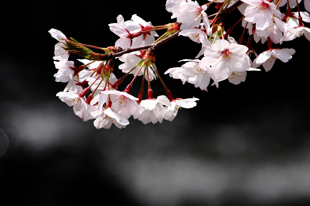 上飯田｜桜