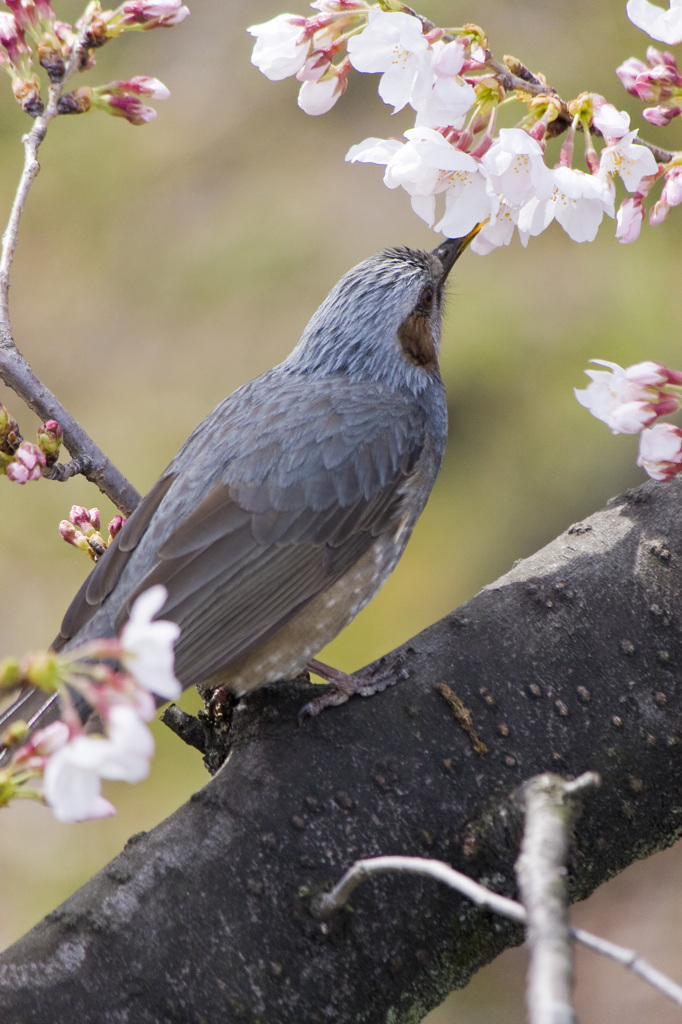 上飯田｜ヒヨドリと桜