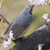 上飯田｜ヒヨドリと桜