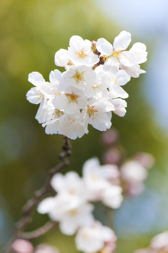 上飯田｜桜