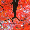 紅葉ノ庇