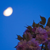 八重桜と月