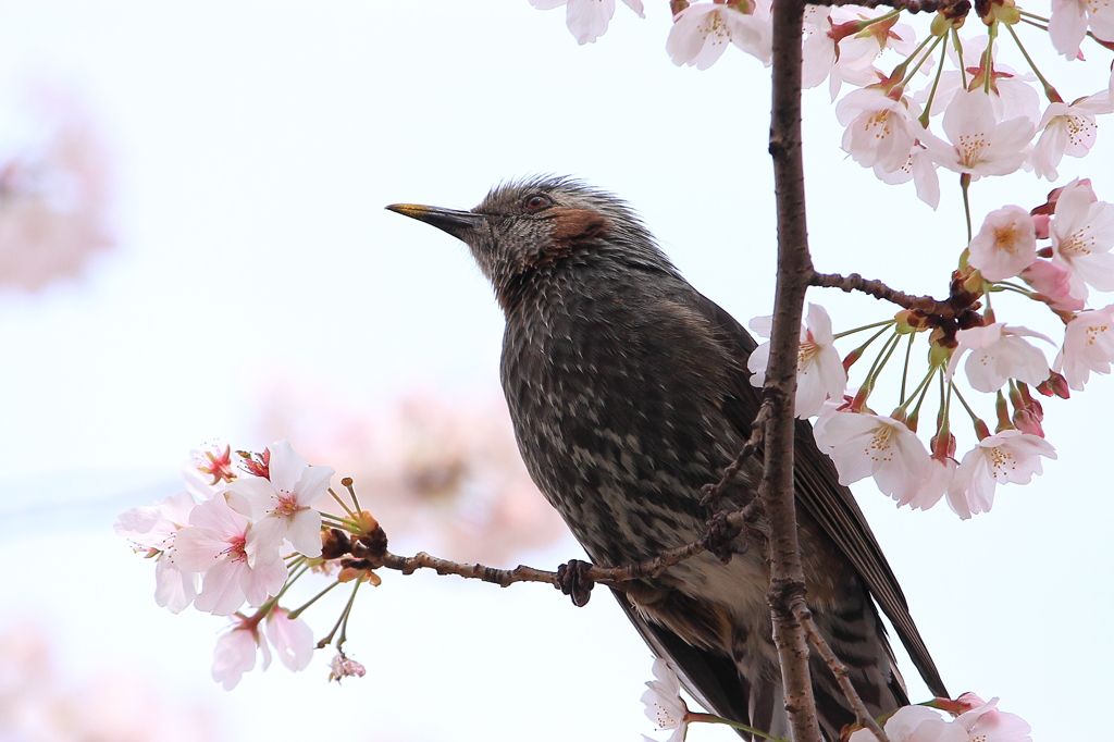上飯田｜ヒヨドリと桜