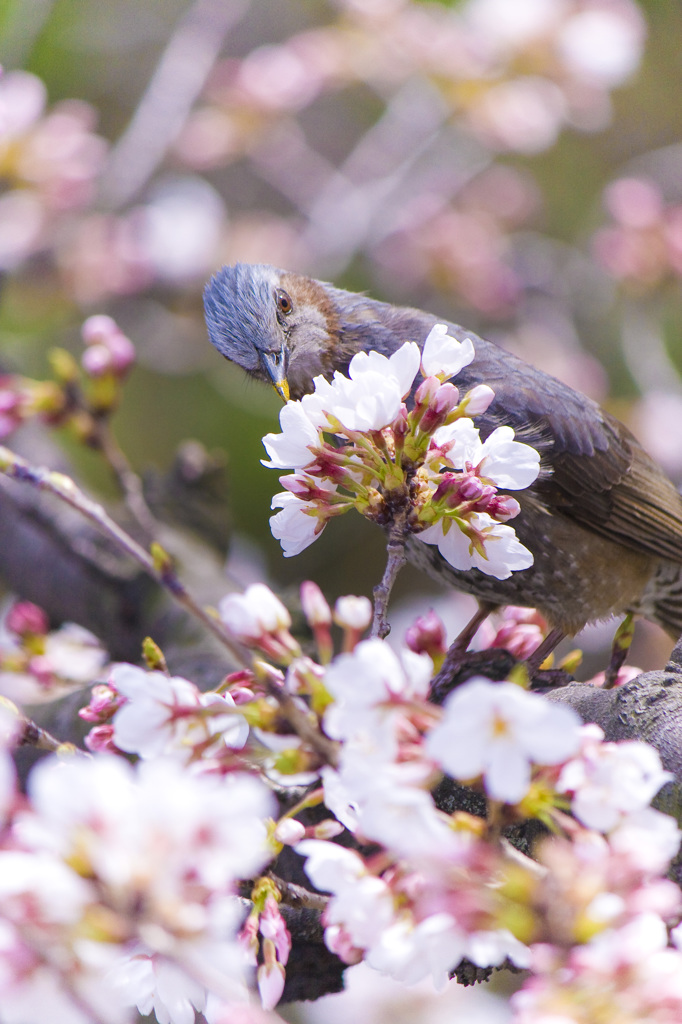 上飯田｜ヒヨドリと桜