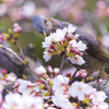 上飯田｜ヒヨドリと桜