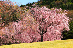 東谷山フルーツパーク｜桜