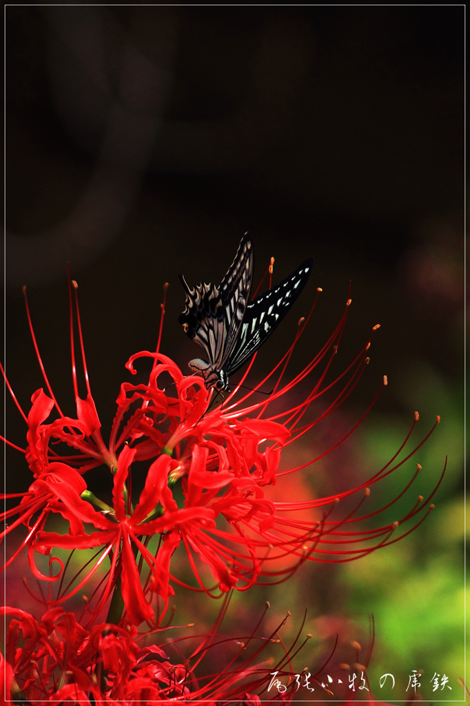曼珠沙華