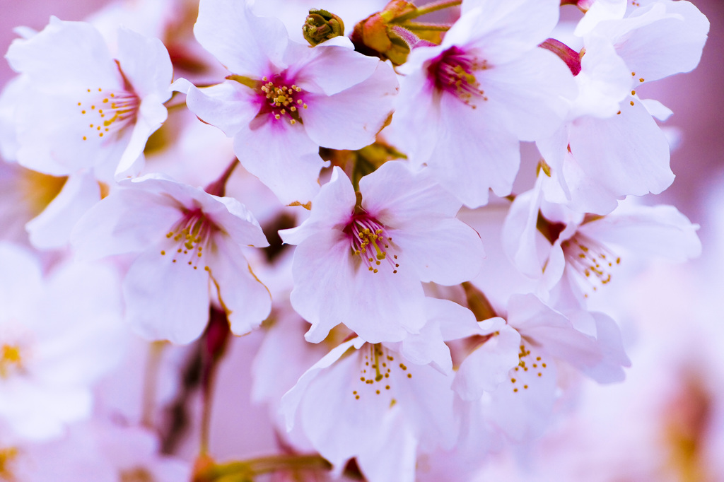 上飯田｜桜
