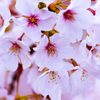 上飯田｜桜