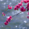 上飯田｜八重桜