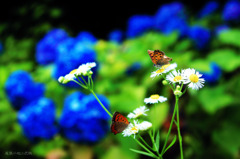 明治村の紫陽花と蝶々
