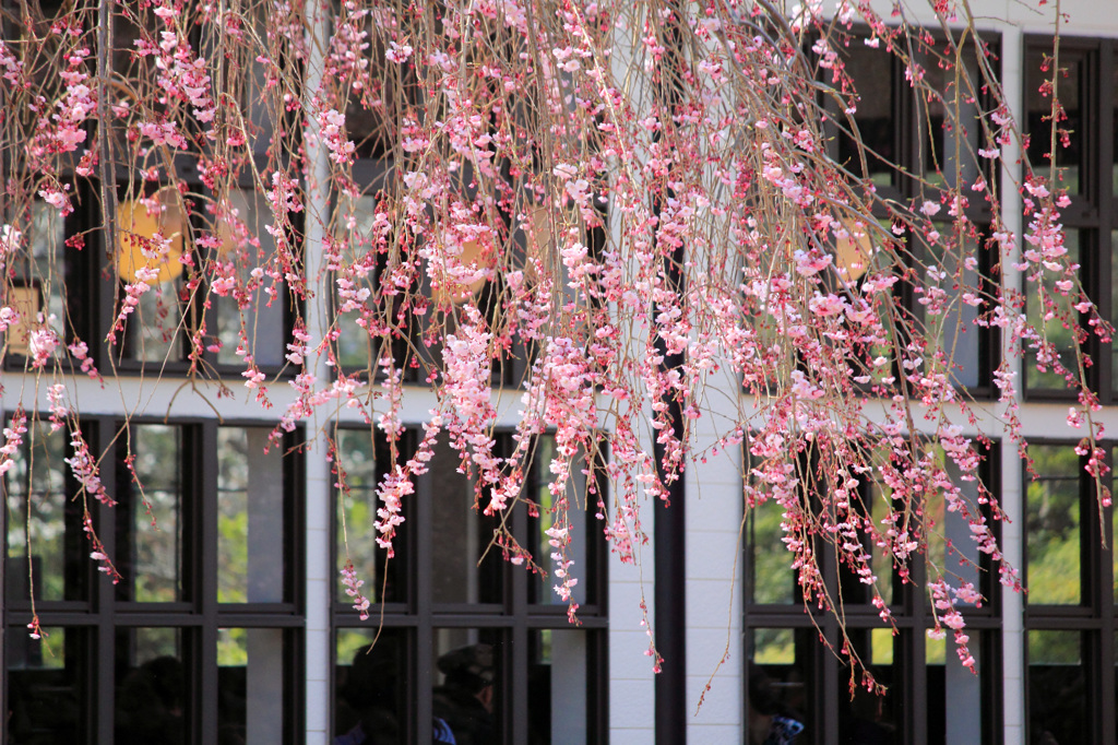 明治村｜桜