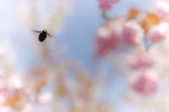 上飯田｜蜂と桜