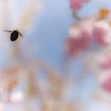 上飯田｜蜂と桜