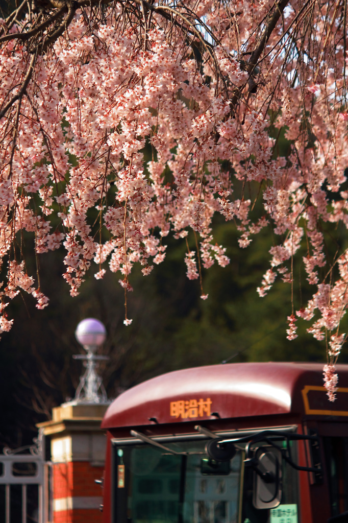 明治村｜桜と村営バス